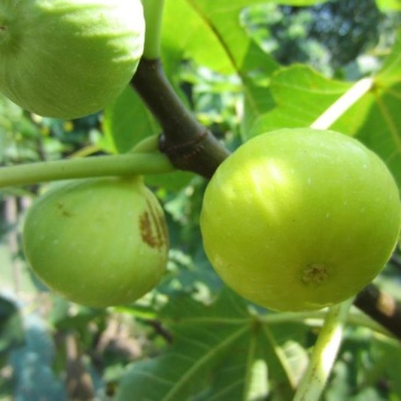 无花果苗大量供应1-10年苗