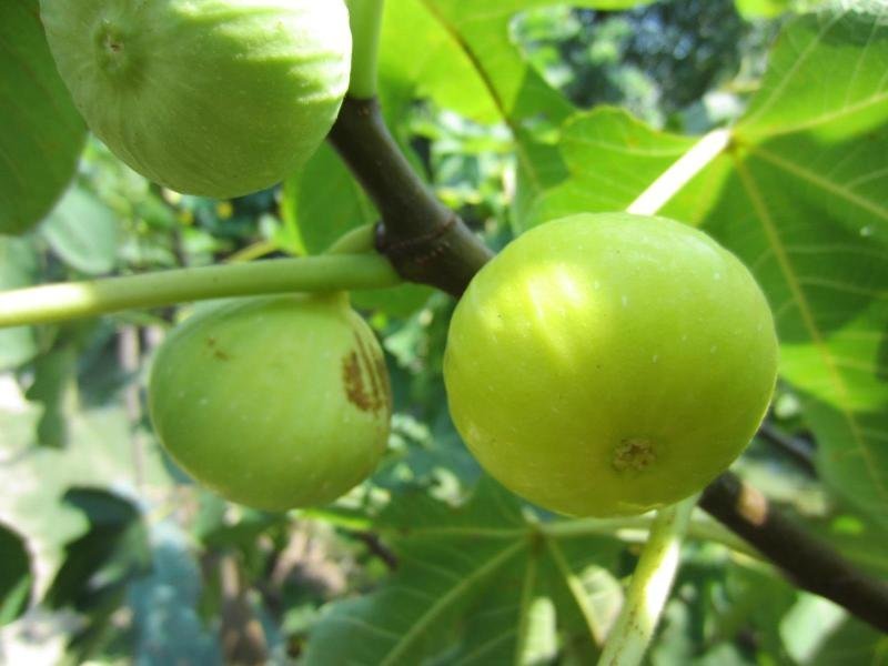 无花果苗大量供应1-10年苗