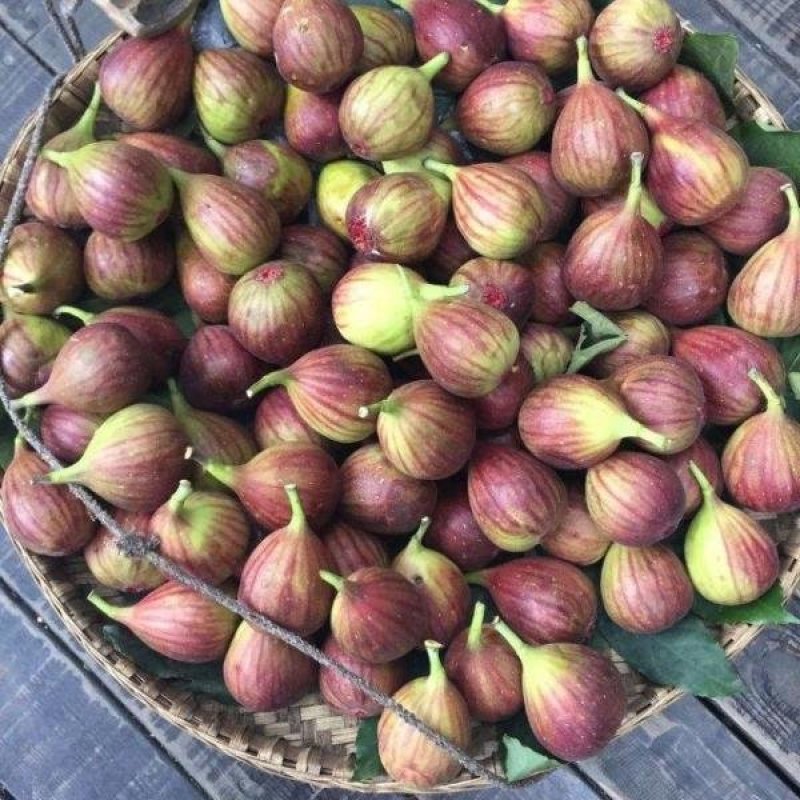 无花果苗大量供应1-10年苗