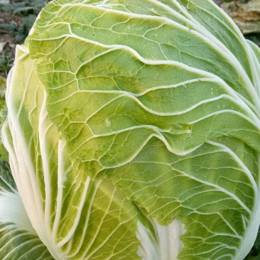 青杂三号大白菜，7斤以上