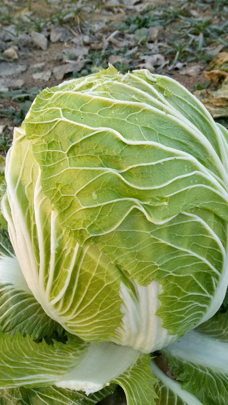 青杂三号大白菜，7斤以上