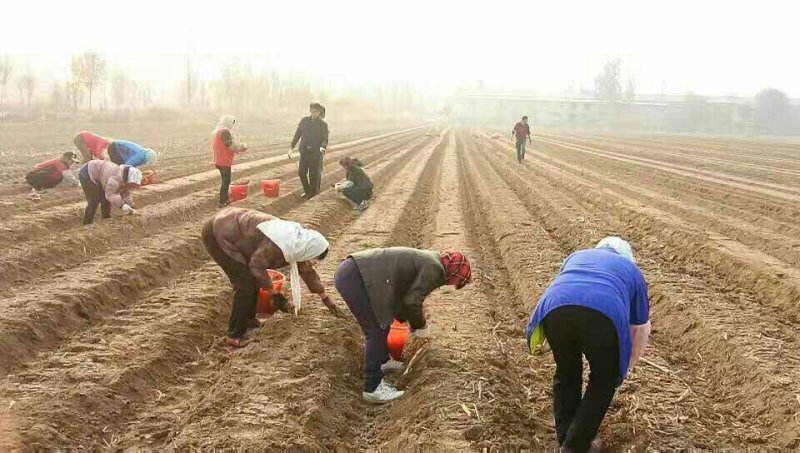 丹参苗，高产航天品种免费技术指导基地直销