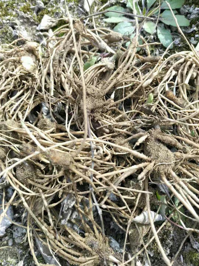 苍术苗朱砂点苍术北苍术免费技术指导基地直销
