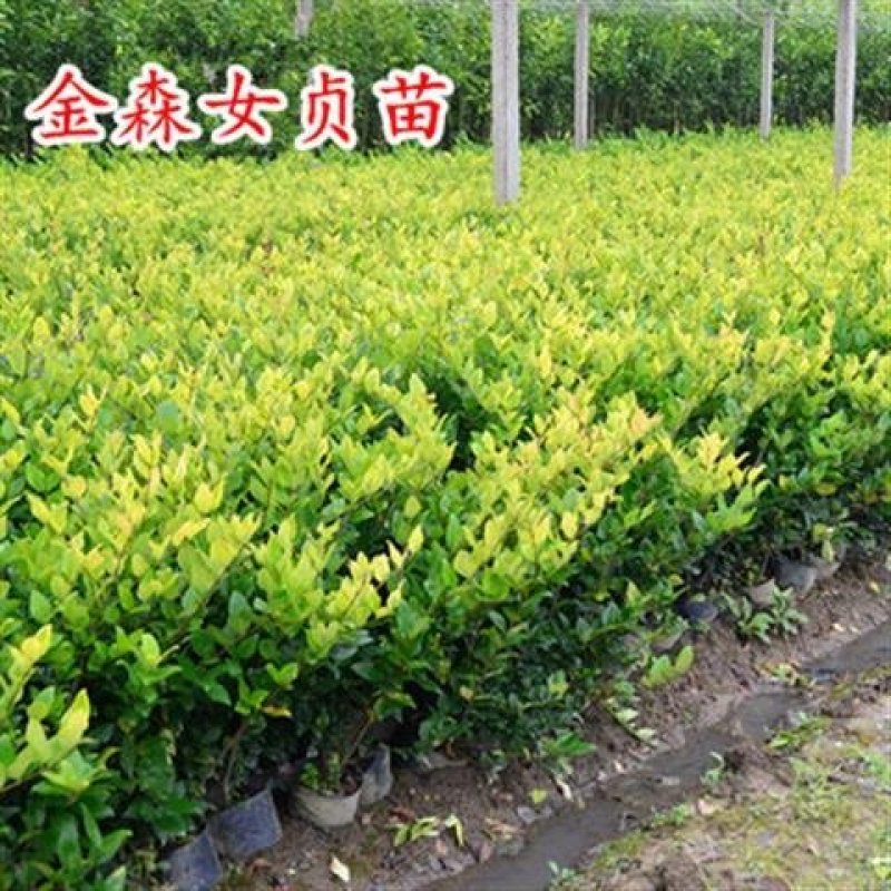 金森女贞苗