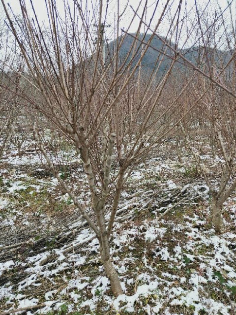 菊花桃