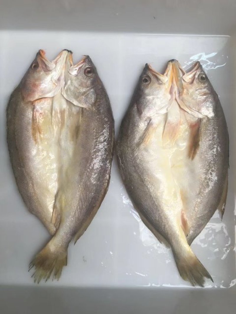 拉菲黄鱼
