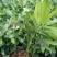 福木种苗四季常青观叶植物庭院盆栽绿化苗木