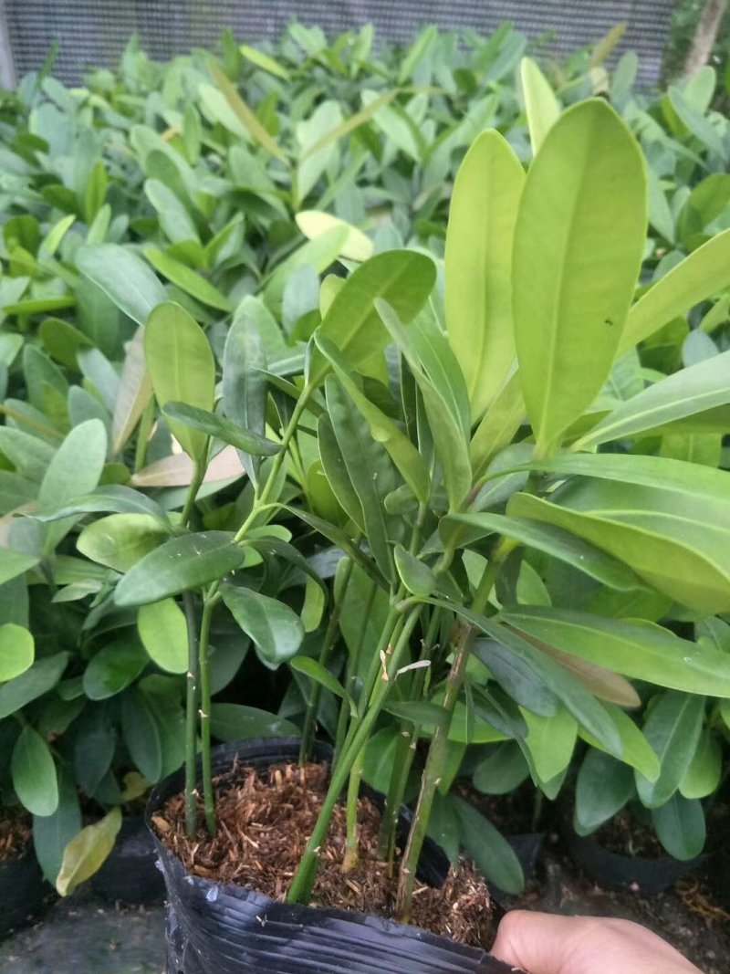 福木种苗四季常青观叶植物庭院盆栽绿化苗木
