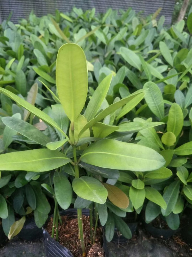 福木种苗四季常青观叶植物庭院盆栽绿化苗木