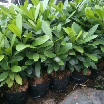福木种苗四季常青观叶植物庭院盆栽绿化苗木