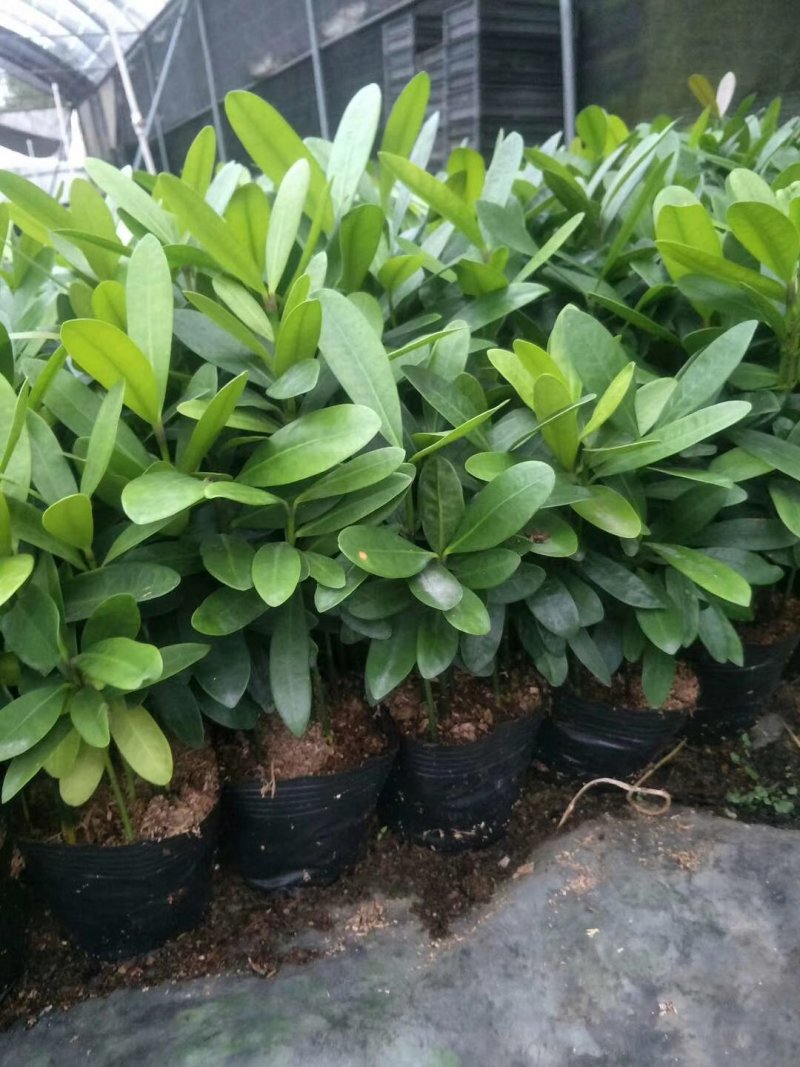 福木种苗四季常青观叶植物庭院盆栽绿化苗木