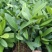 福木种苗四季常青观叶植物庭院盆栽绿化苗木
