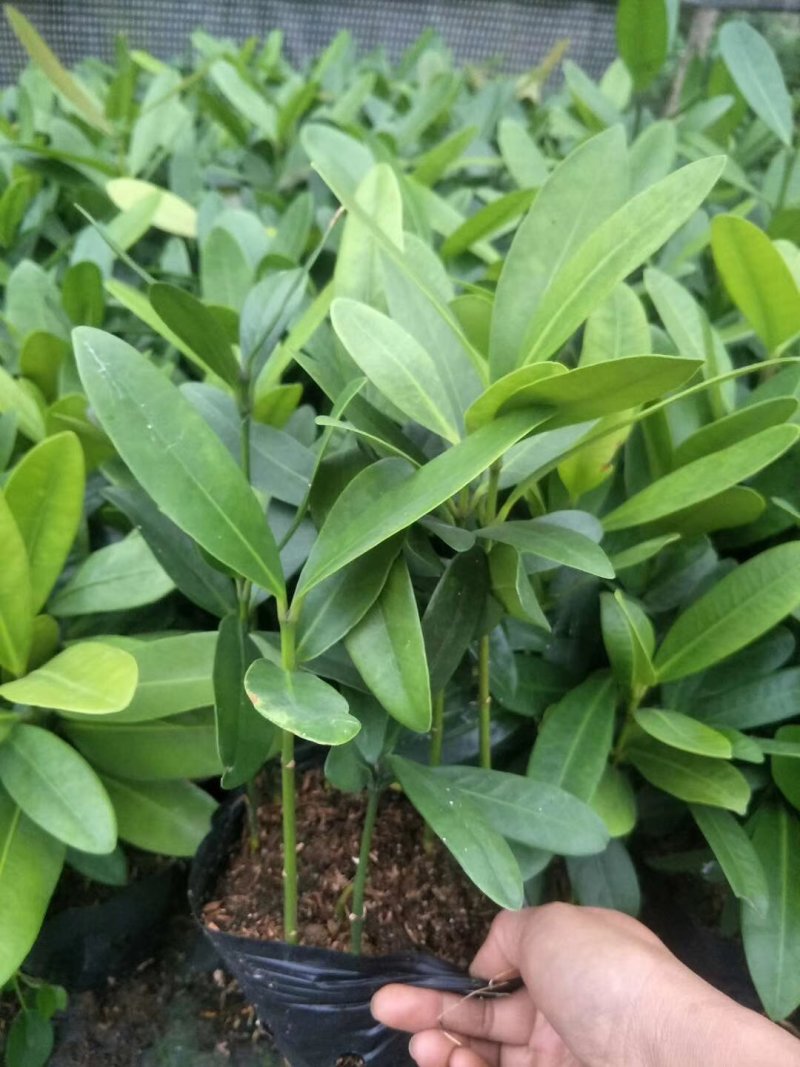福木种苗四季常青观叶植物庭院盆栽绿化苗木