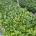 福木种苗四季常青观叶植物庭院盆栽绿化苗木