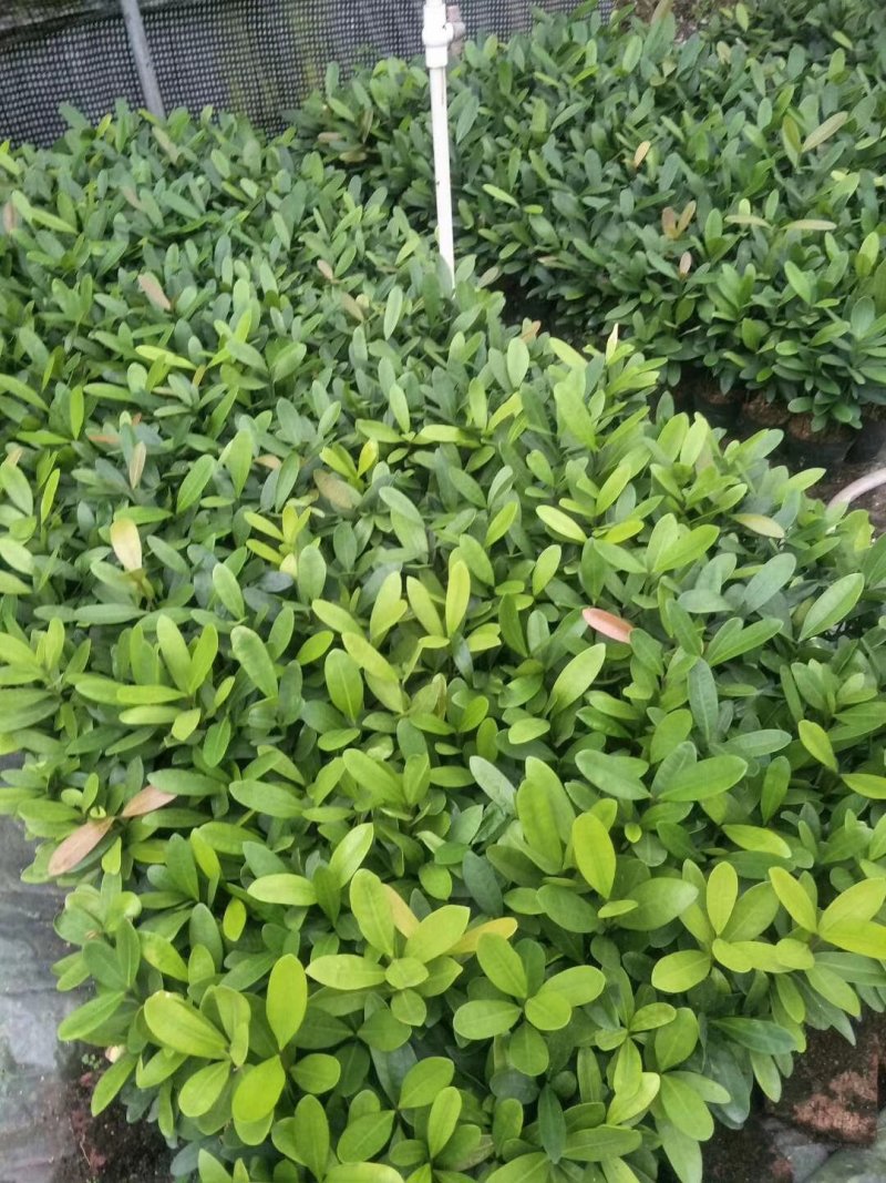 福木种苗四季常青观叶植物庭院盆栽绿化苗木