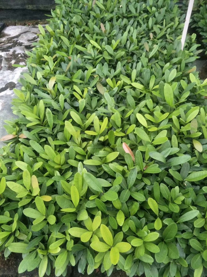 福木种苗四季常青观叶植物庭院盆栽绿化苗木