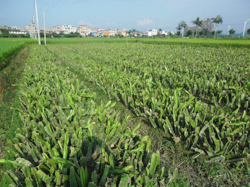 四季红肉火龙果苗地栽大苗北方室内白肉火龙果盆栽当年