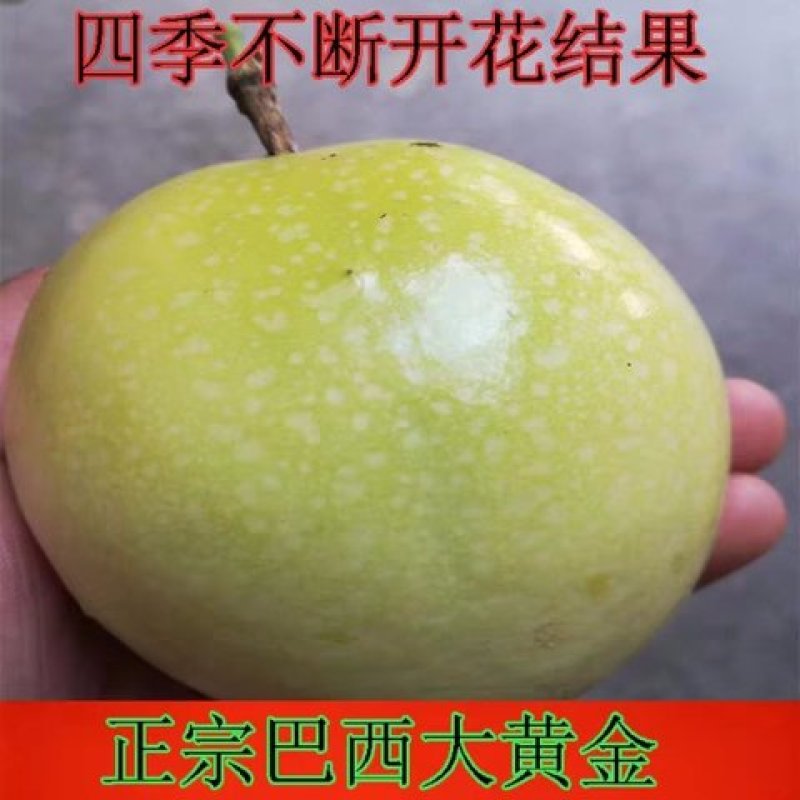 黄金百香果苗紫香一号满天星四季百香果金霸百香果苗