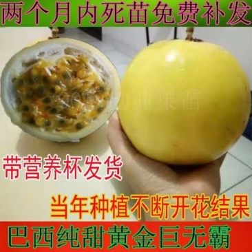 黄金百香果苗紫香一号满天星四季百香果金霸百香果苗