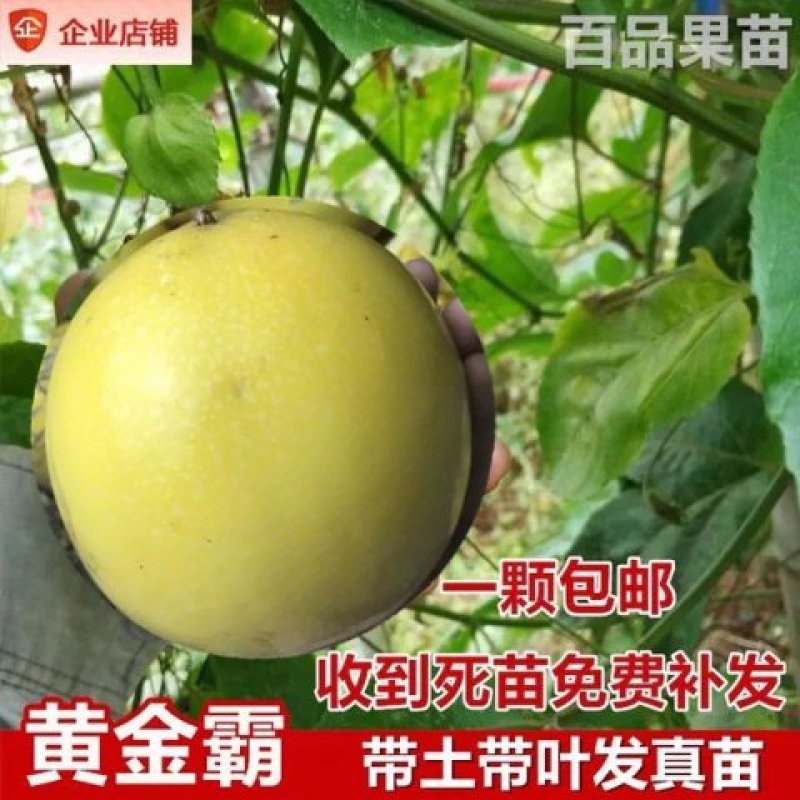 黄金百香果苗紫香一号满天星四季百香果金霸百香果苗
