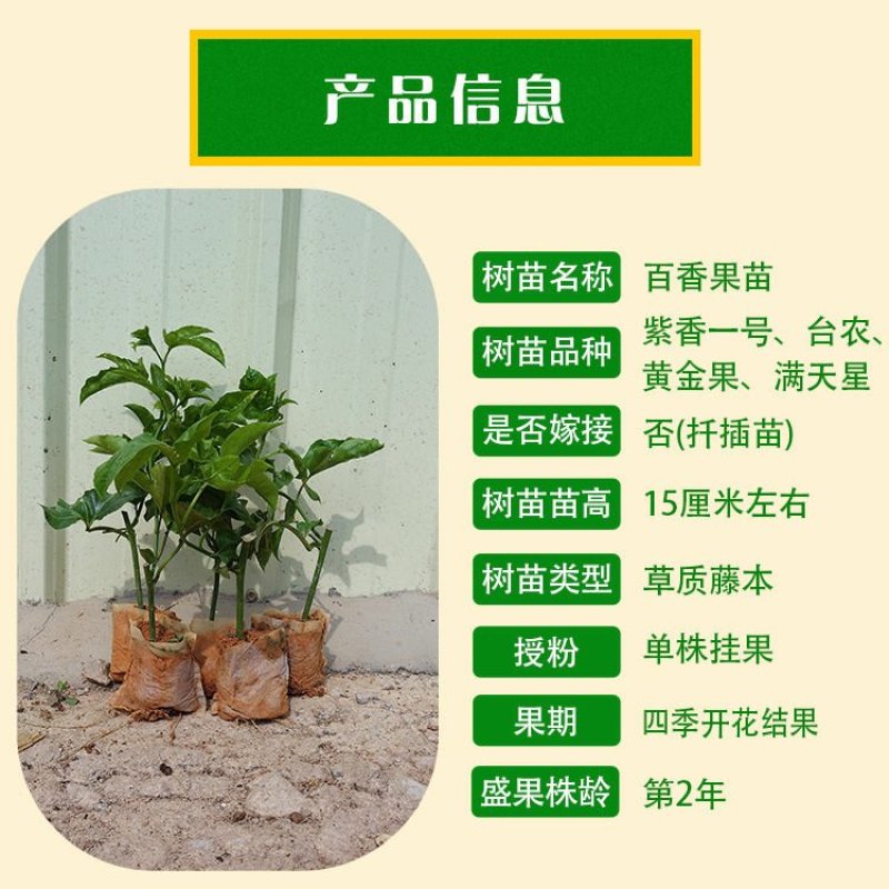 黄金百香果苗紫香一号满天星四季百香果金霸百香果苗