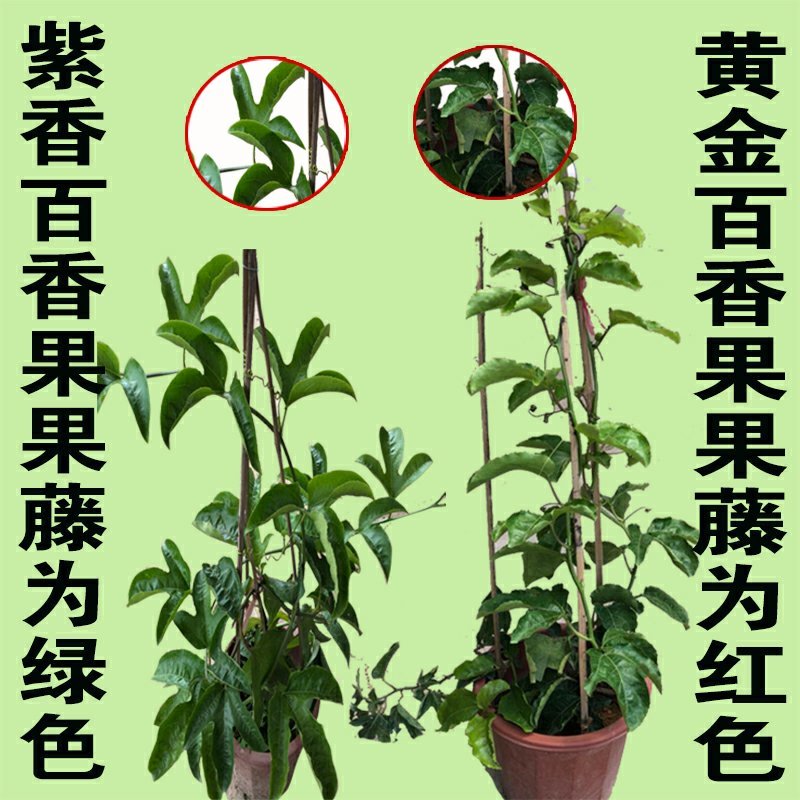 黄金百香果苗紫香一号满天星四季百香果金霸百香果苗