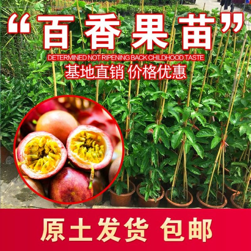 黄金百香果苗紫香一号满天星四季百香果金霸百香果苗