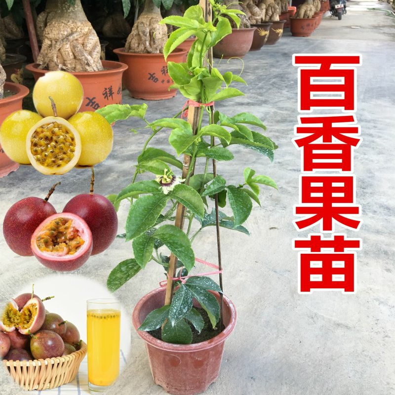黄金百香果苗紫香一号满天星四季百香果金霸百香果苗