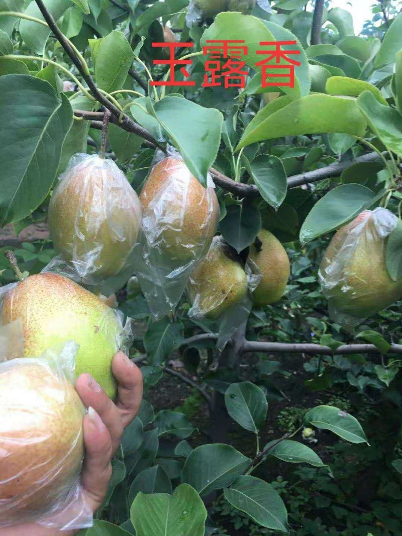 梨树苗基地梨树苗秋月玉露香晚秋黄早酥红