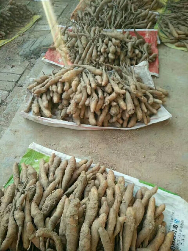 山药种子山药苗白玉豆苗山药嘴子小白嘴牛腿种苗