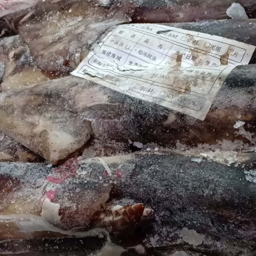 船冻鱿鱼