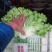 散叶生菜7两~8两绿叶生菜，绿叶生菜，大量有货