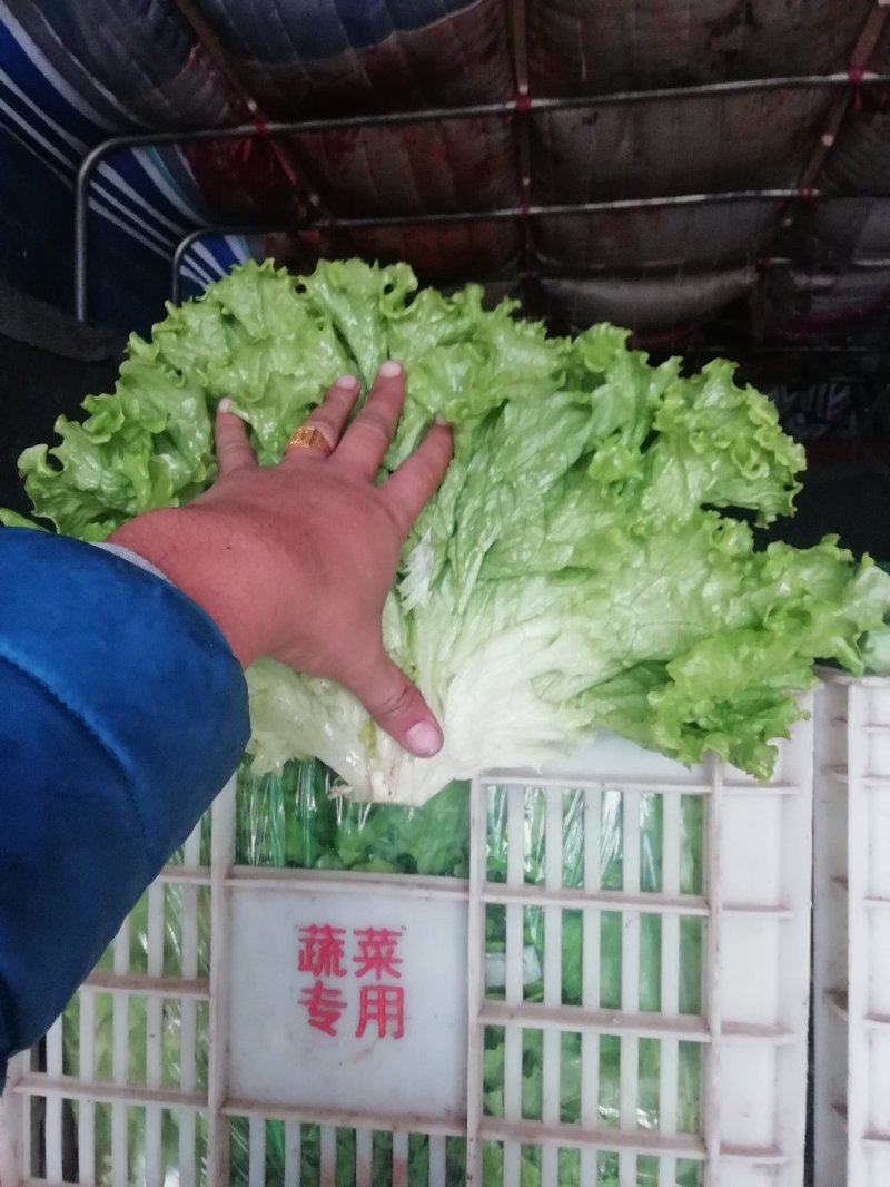 散叶生菜7两~8两绿叶生菜，绿叶生菜，大量有货