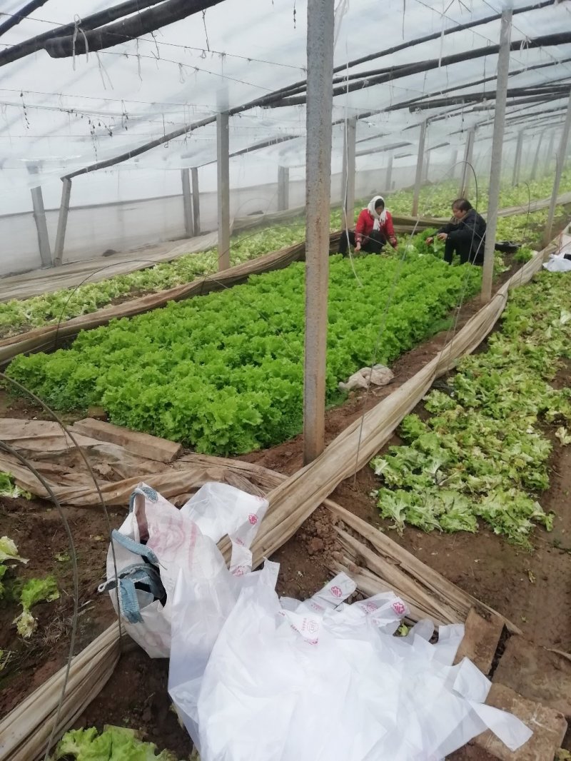 散叶生菜7两~8两绿叶生菜，绿叶生菜，大量有货