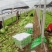 散叶生菜7两~8两绿叶生菜，绿叶生菜，大量有货