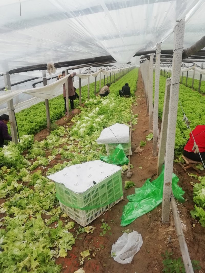 散叶生菜7两~8两绿叶生菜，绿叶生菜，大量有货