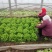 散叶生菜7两~8两绿叶生菜，绿叶生菜，大量有货