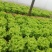 散叶生菜7两~8两绿叶生菜，绿叶生菜，大量有货
