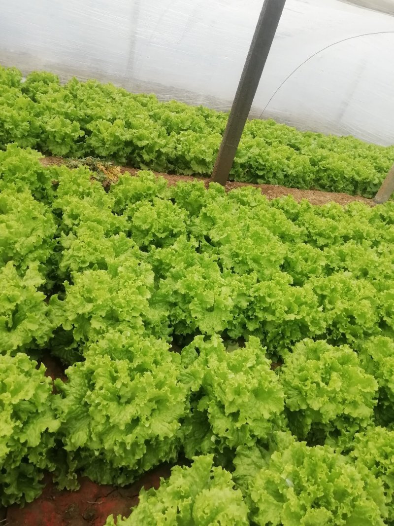 散叶生菜7两~8两绿叶生菜，绿叶生菜，大量有货