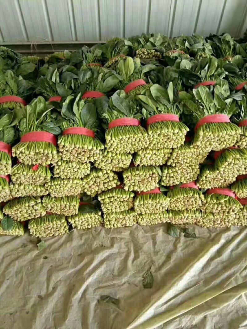 大量供应香菜.菠菜.蒜薹.等农付产品
