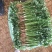 大量供应香菜.菠菜.蒜薹.等农付产品