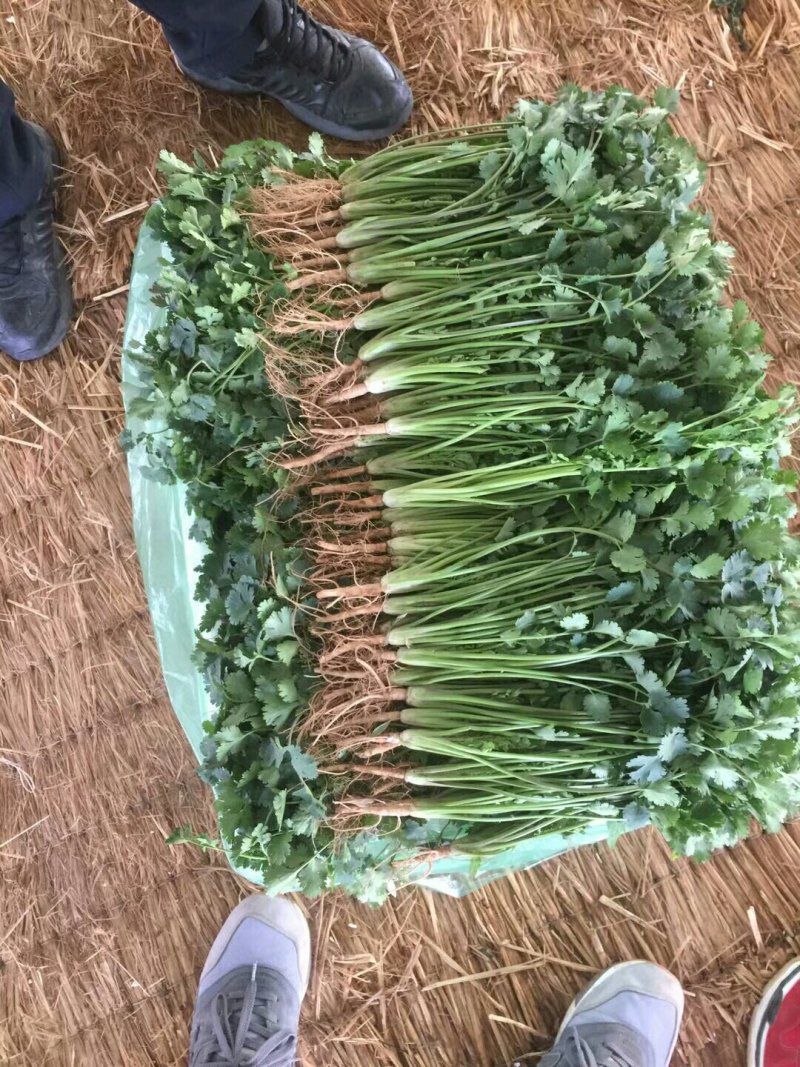 大量供应香菜.菠菜.蒜薹.等农付产品