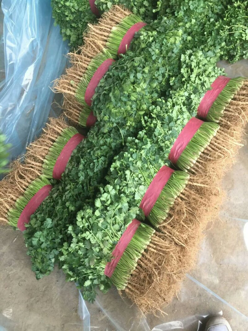 大量供应香菜.菠菜.蒜薹.等农付产品