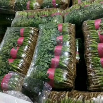 大量供应香菜.菠菜.蒜薹.等农付产品