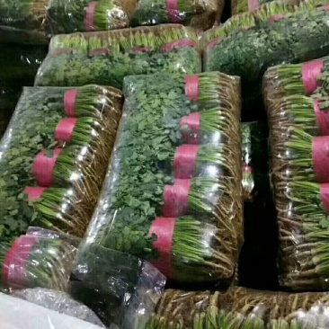 大量供应香菜.菠菜.蒜薹.等农付产品