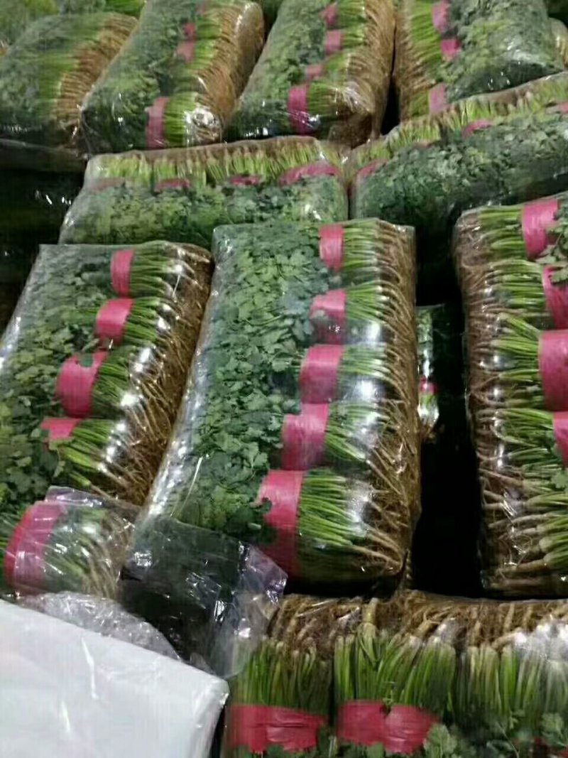大量供应香菜.菠菜.蒜薹.等农付产品