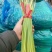 大量供应香菜.菠菜.蒜薹.等农付产品