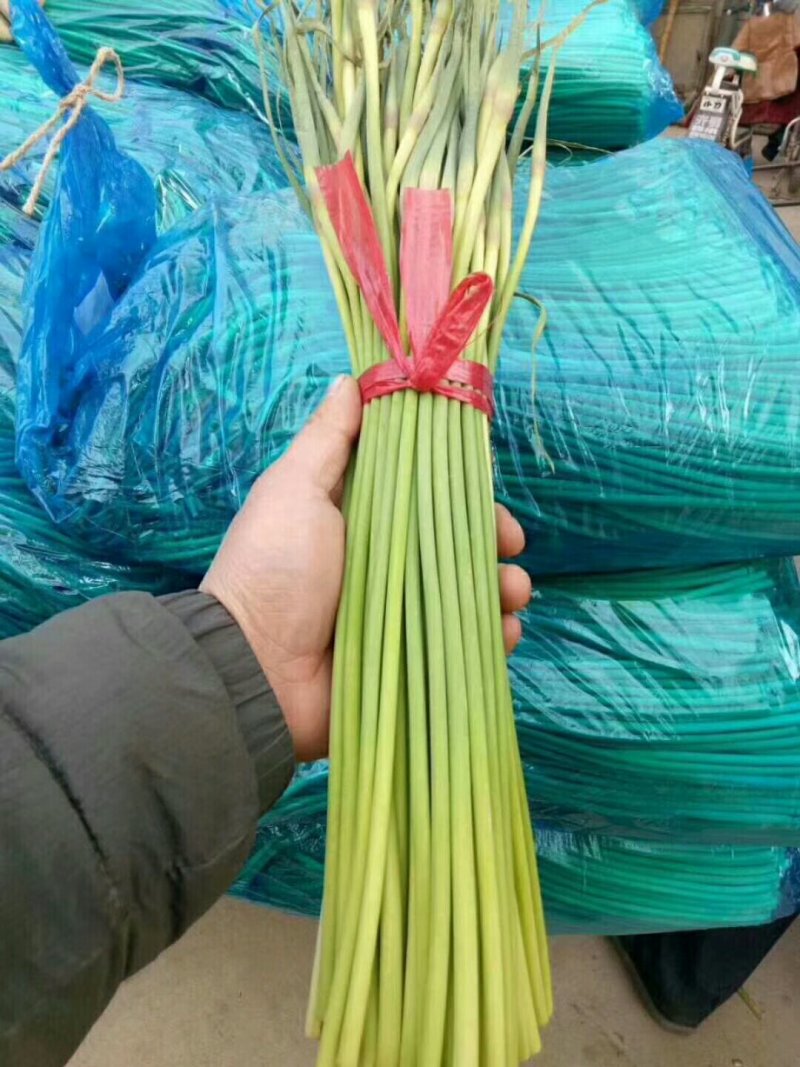 大量供应香菜.菠菜.蒜薹.等农付产品