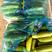绿皮西葫芦0.4斤以上，暖棚西葫芦已大量上市，质量好，