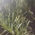头刀韭菜价格美丽诚信代办